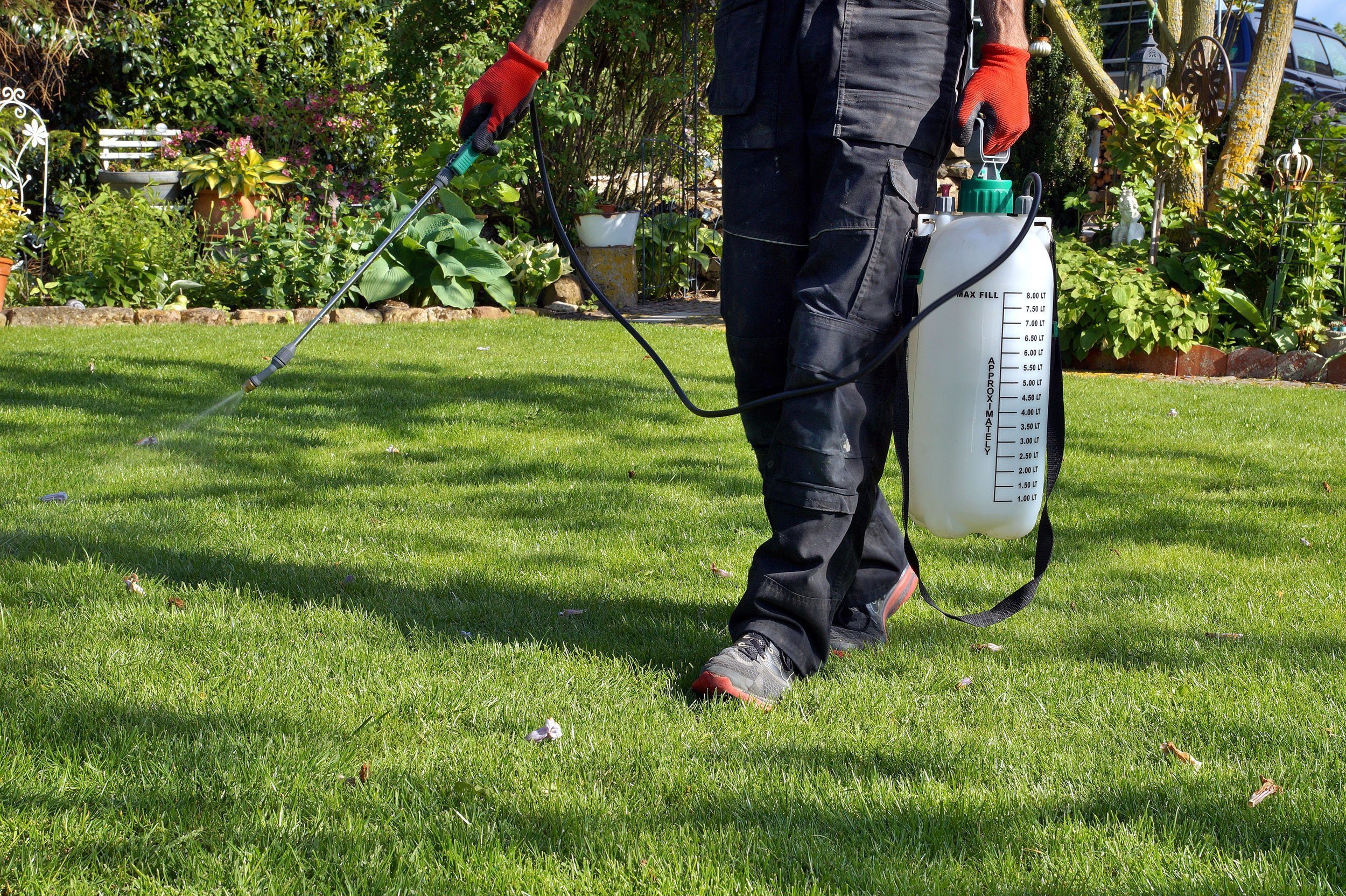 Weed spraying in preparation for ready lawn
