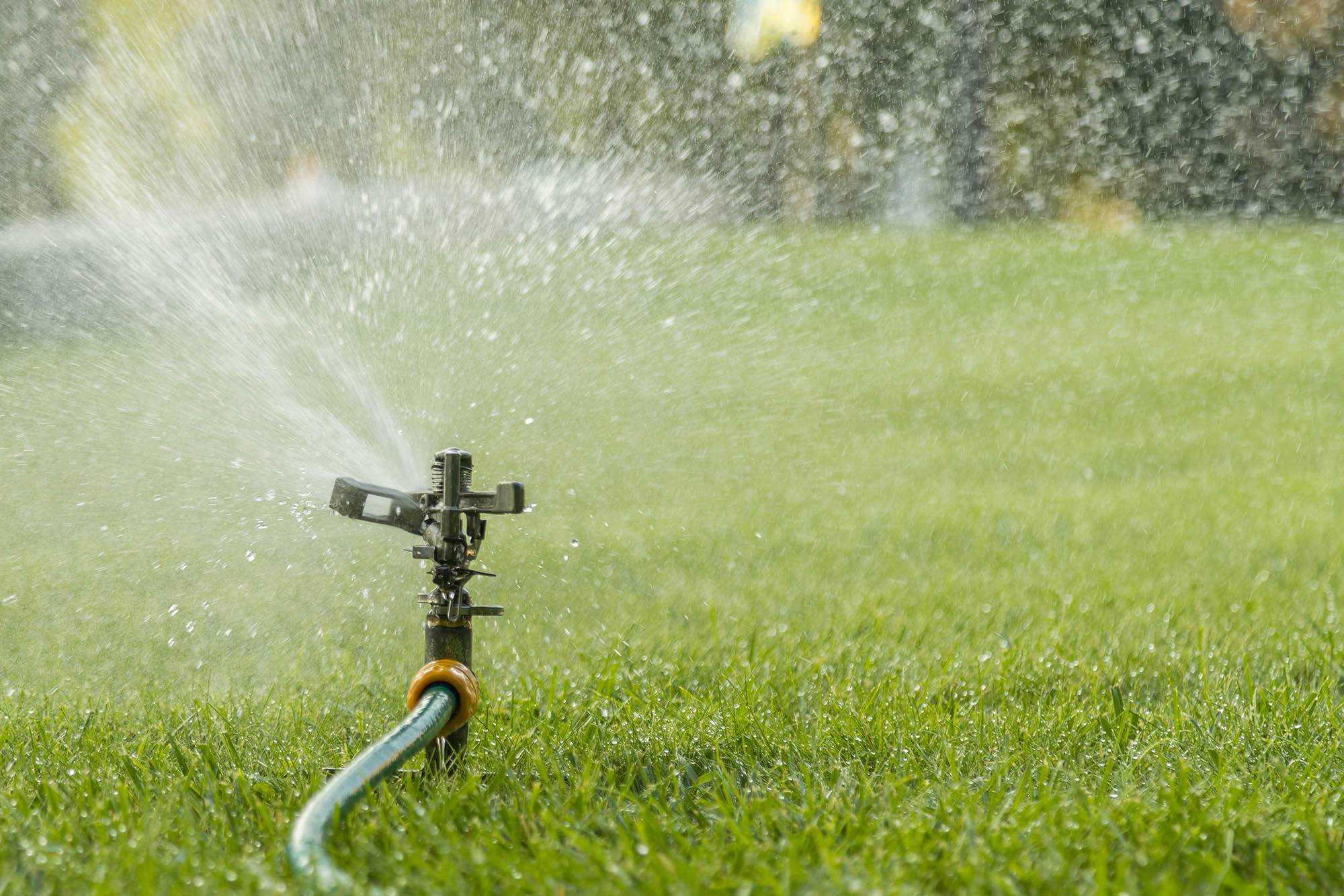 Sprinkler watering ready lawn